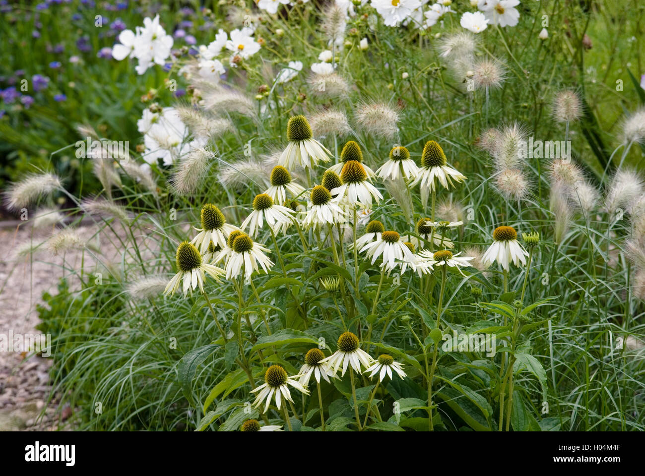 ECHINACEA PURPUREA WHITE SWAN BACKED BY PENNISETUM VILLOSUM CREAM FALLS AND COSMOS BIPINNATUS PHSYCHE WHITE Stock Photo