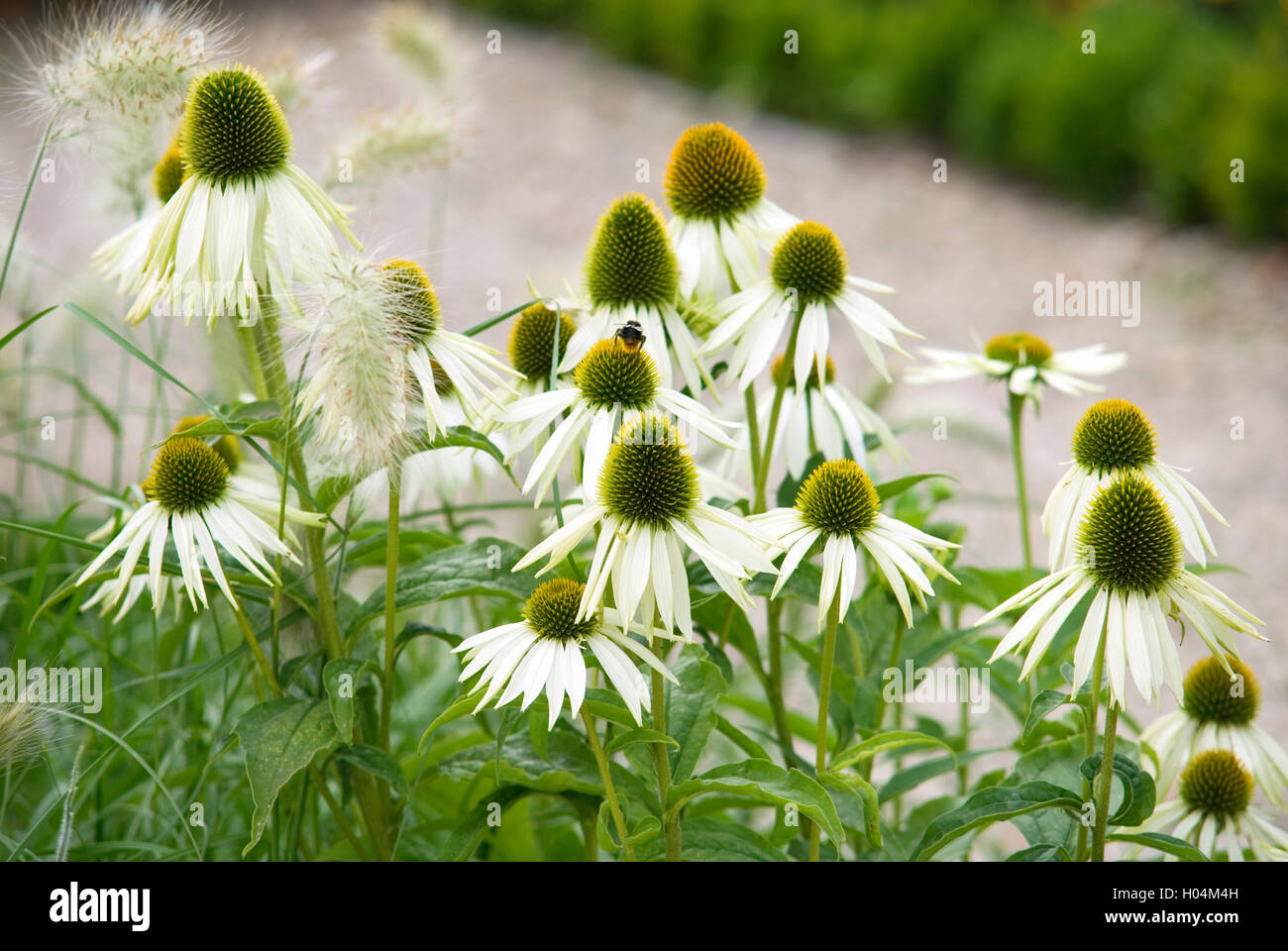 ECHINACEA PURPUREA WHITE SWAN AND PENNISETUM VILLOSUM CREAM FALLS BY PATHWAY Stock Photo