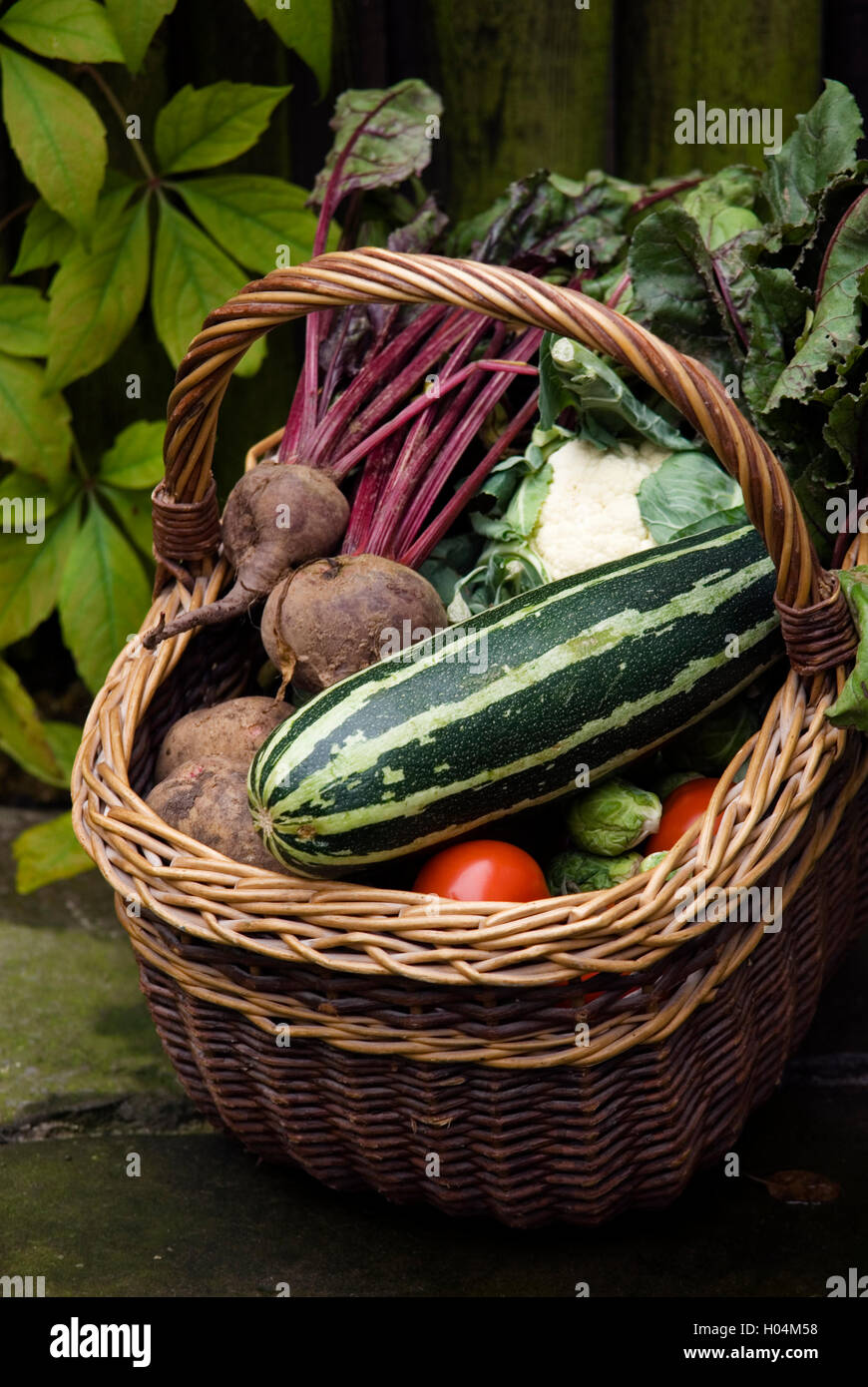 WICKER BASKET OF VEGETABLES CONTAINING MARROW TOMATOES CAULIFLOWER BEETROOT POTATOES Stock Photo