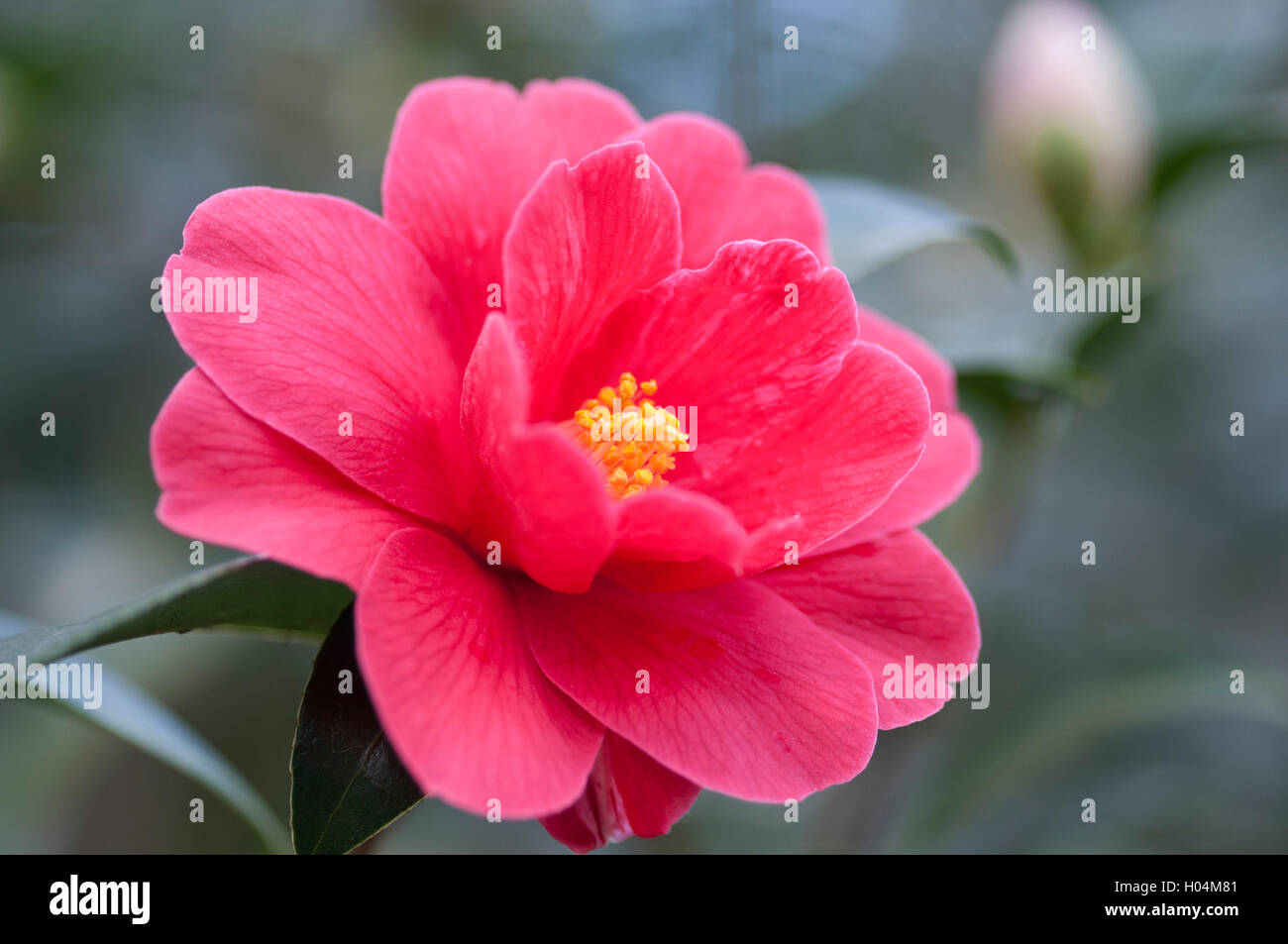 CAMELLIA JAPONICA FREEDOM BELL Stock Photo