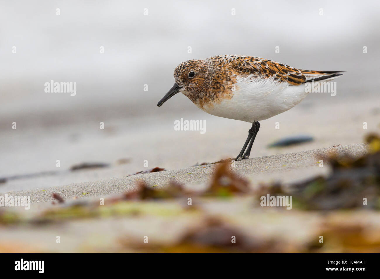 Little Stint (Calidris minuta) adult standing on the shore Stock Photo