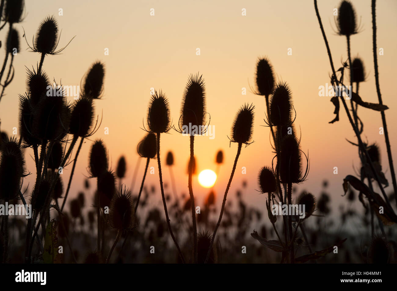 Silhouette of teasel plants in the English countryside in front of the early morning sunrise Stock Photo