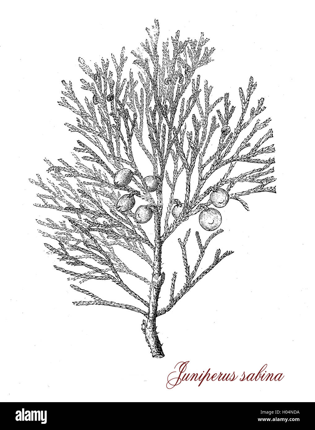 Vintage print of savin juniper. Savin juniper is a ornamental poisonous shrub with needle-like or scale leaves, the cones are similar to  blue-black berries. Stock Photo