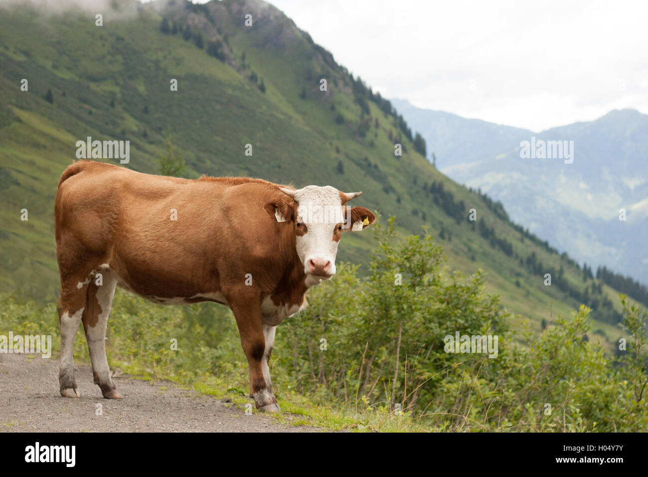 cow in the alps Stock Photo - Alamy
