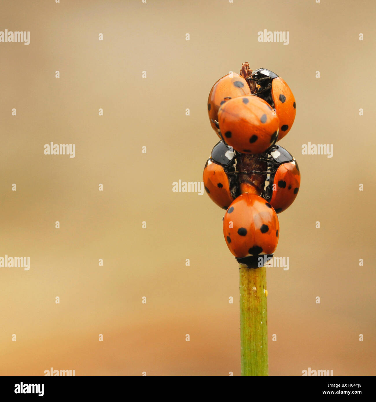 Group of seven-spot ladybird, ladybug or lady beetle (Coccinella septempunctata) in Finland. Stock Photo