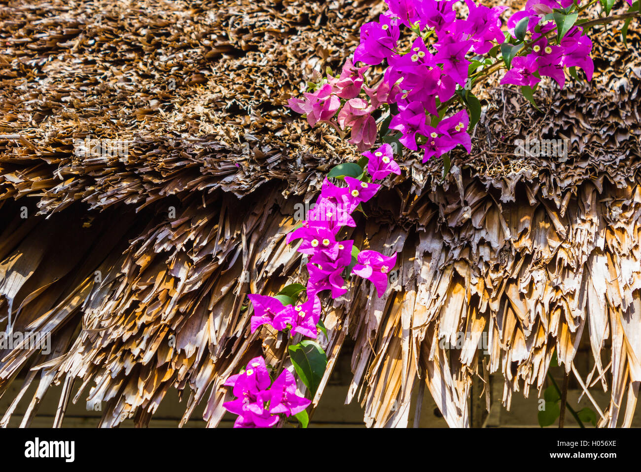 Arch of purple flowers  in Thailand Stock Photo