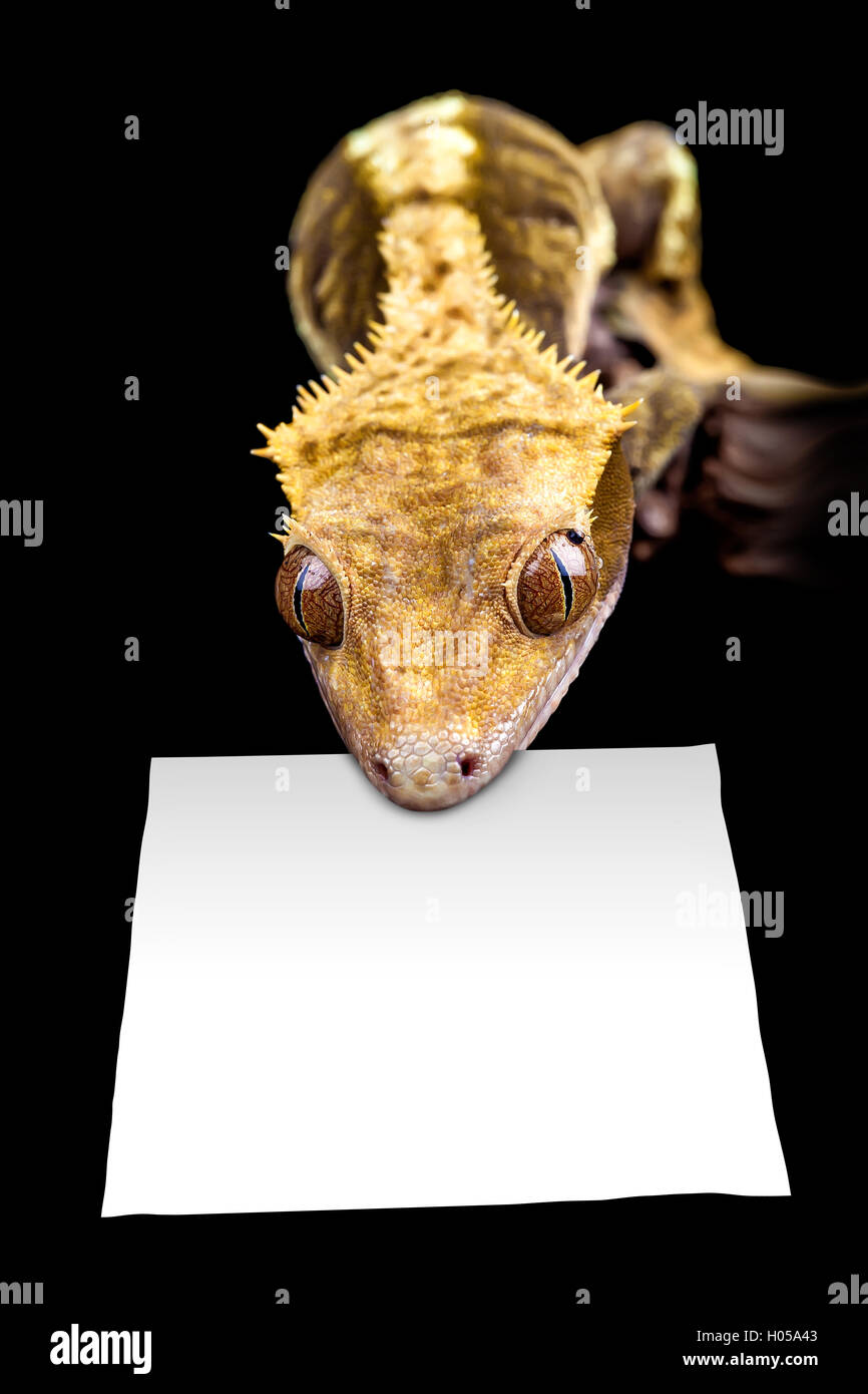 Lizard with blank sign Stock Photo - Alamy