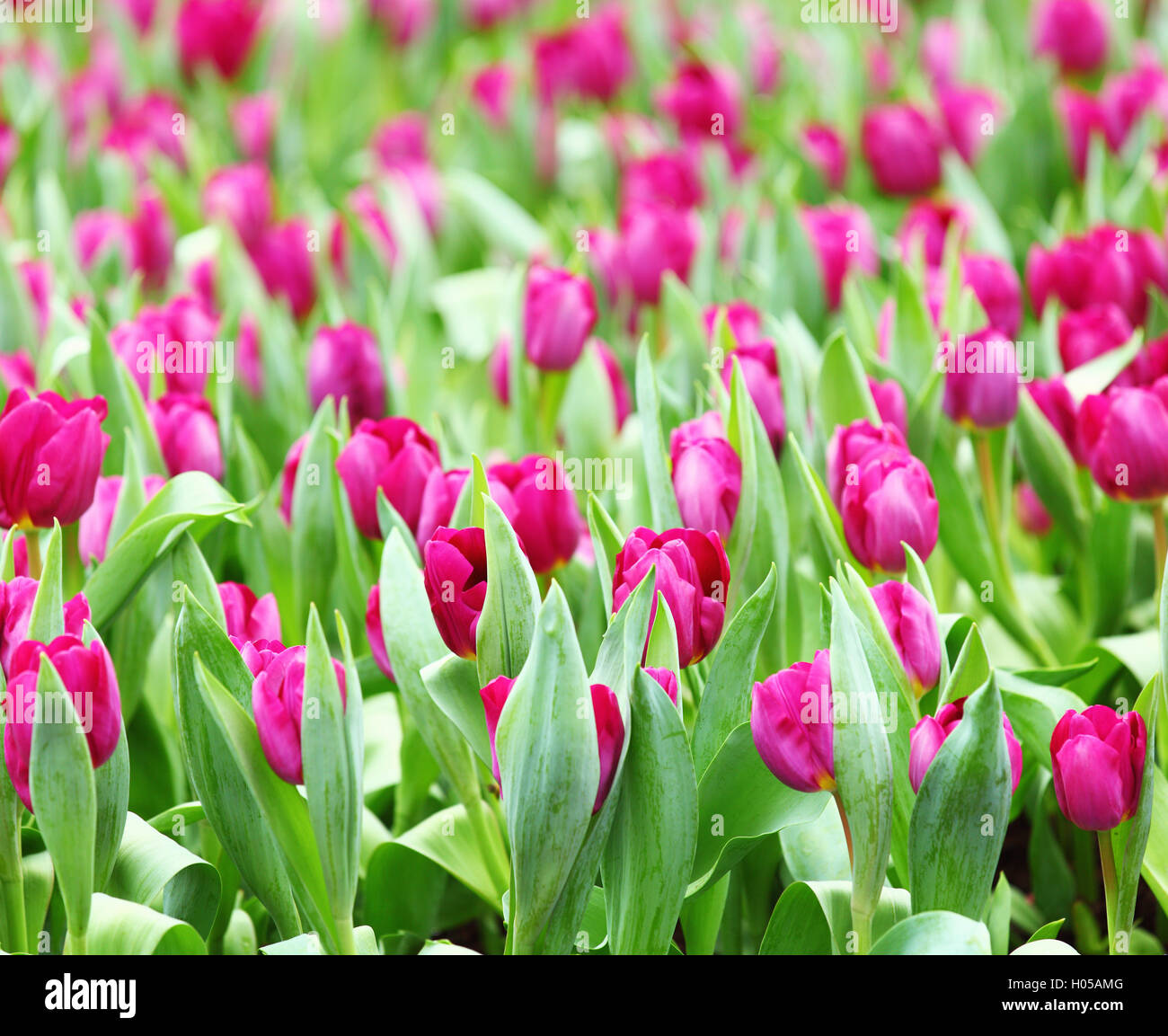 Purple tulips field Stock Photo - Alamy