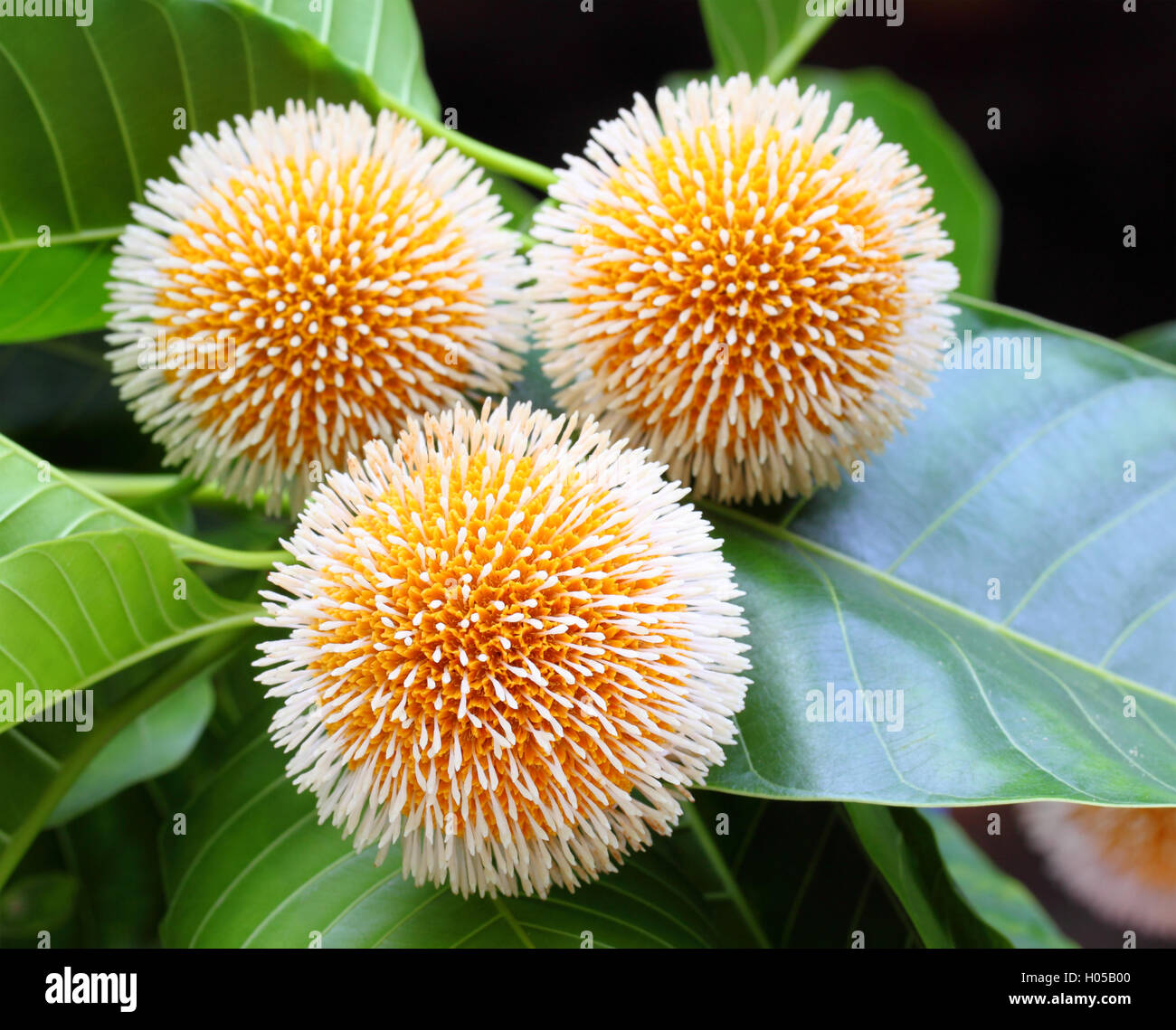 Kodom flower of Bangladesh Stock Photo Alamy