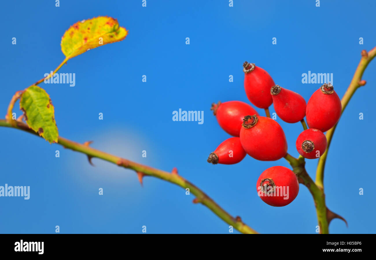 Rose hips from wild rose hi-res stock photography and images - Alamy