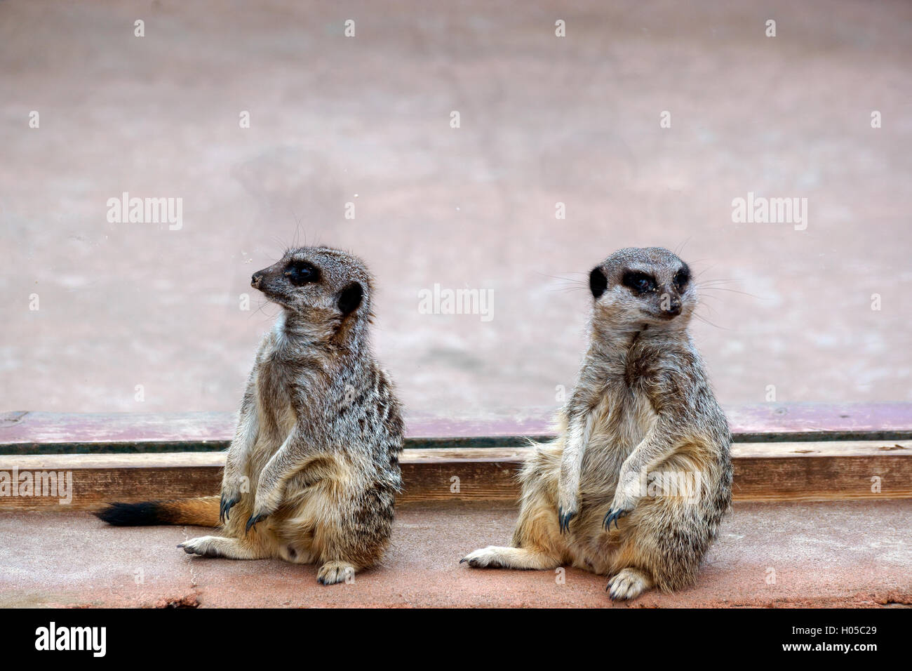 TWO MEERKATS LOOKING OUT Stock Photo