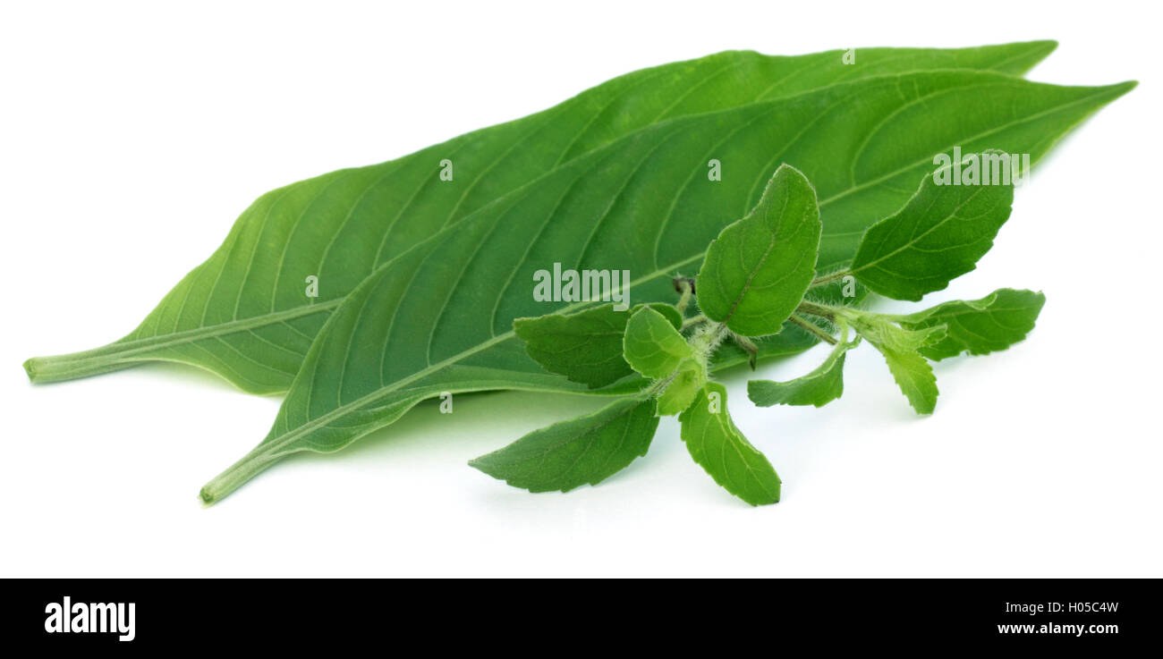 Adhatoda vasica hi-res stock photography and images - Alamy