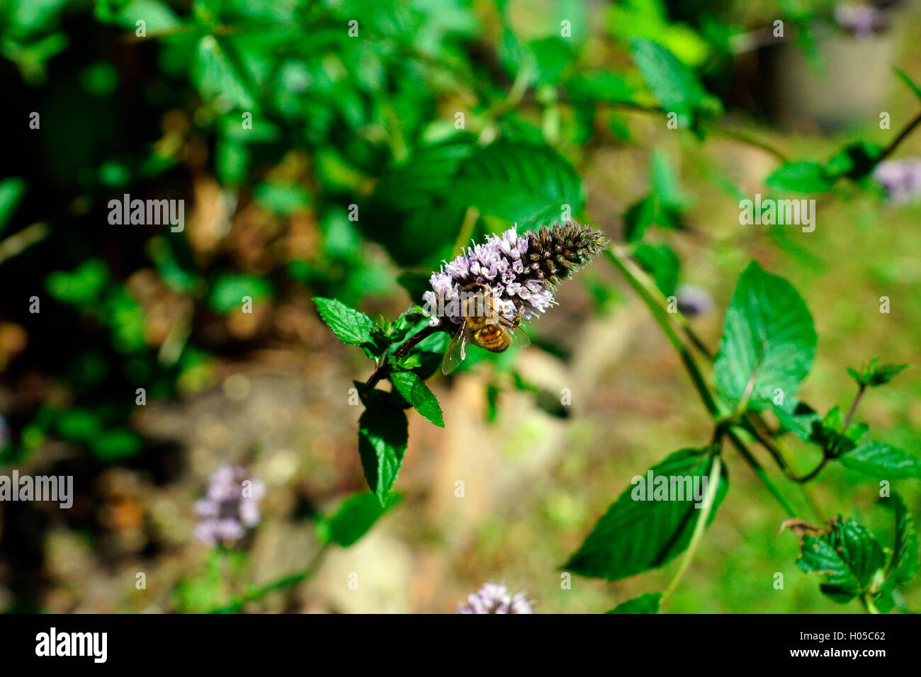 MINT IN FLOWER ATTRACTING BEES Stock Photo Alamy
