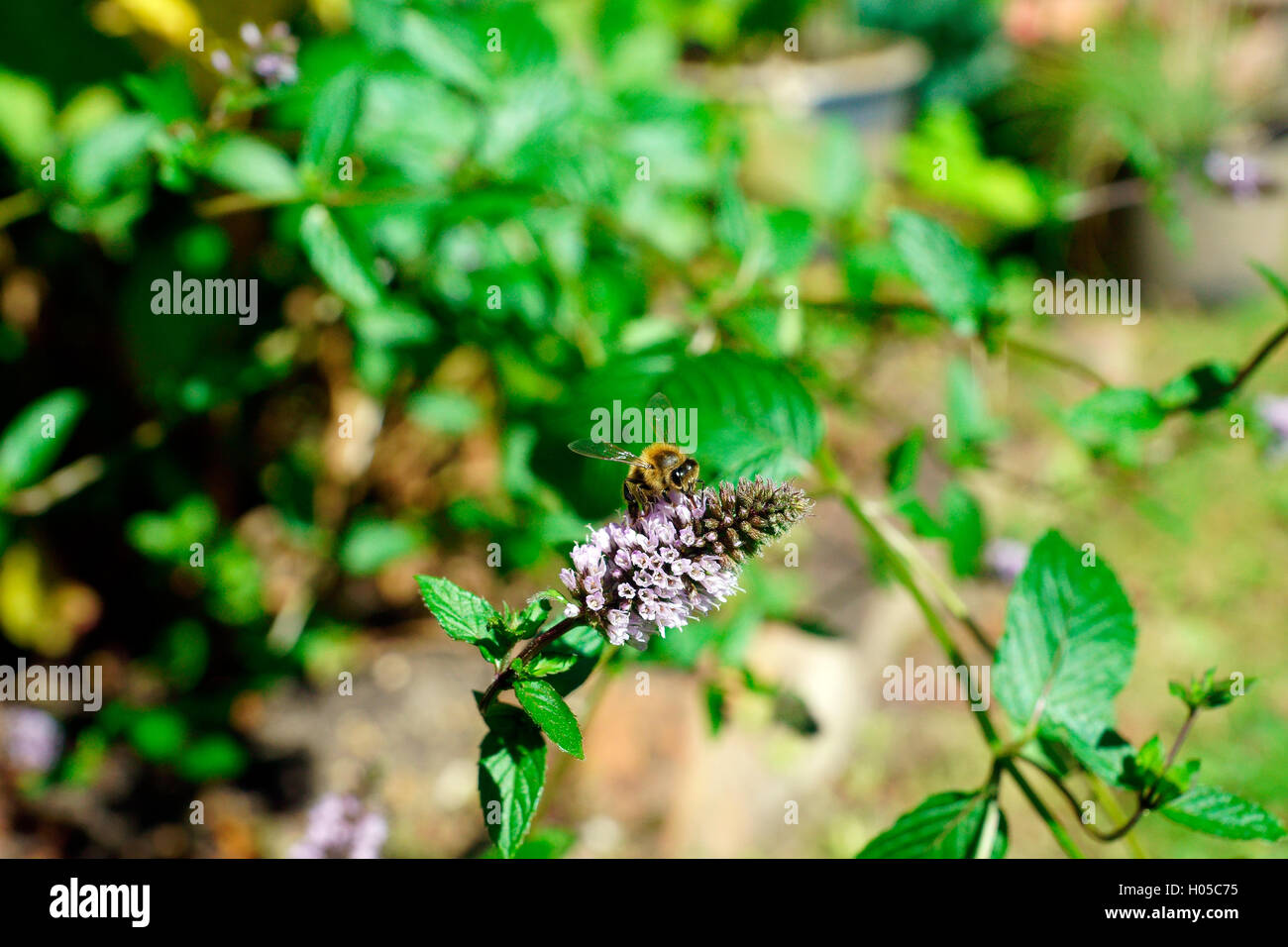 MINT IN FLOWER ATTRACTING BEES Stock Photo Alamy
