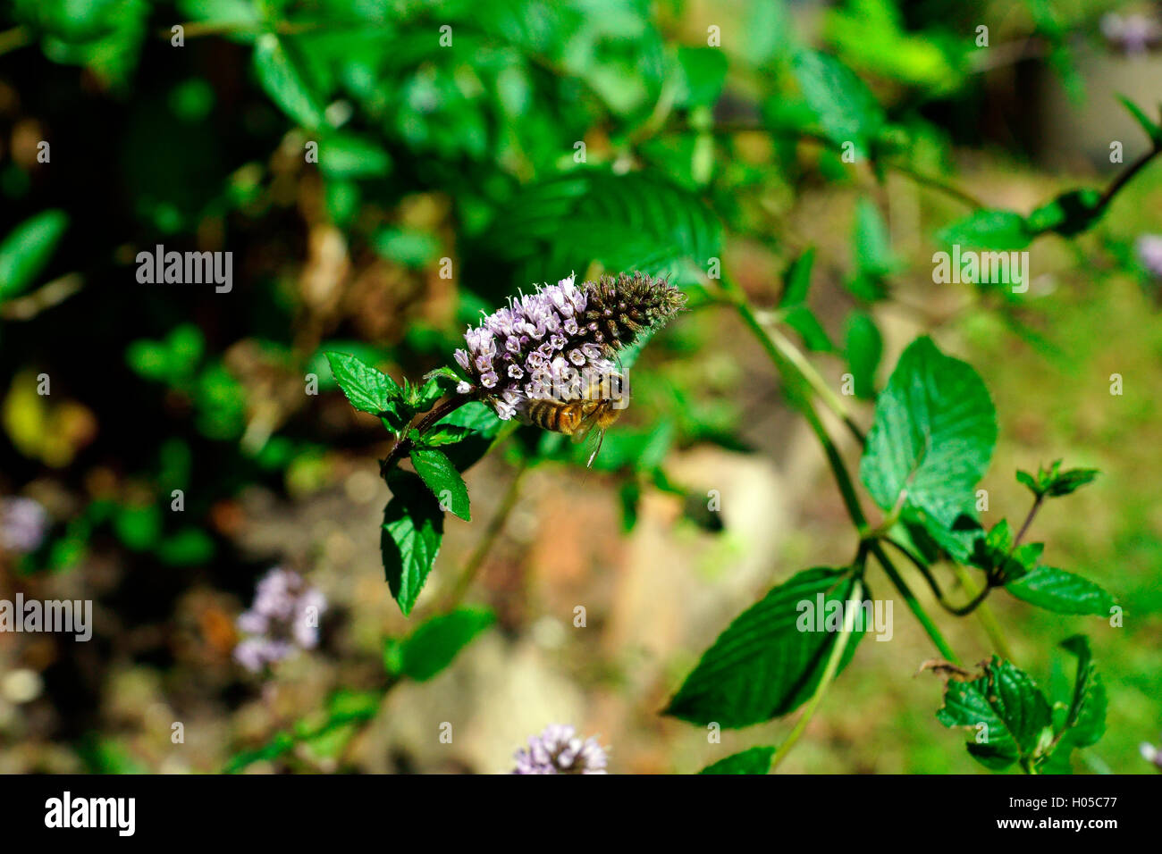 MINT IN FLOWER ATTRACTING BEES Stock Photo Alamy