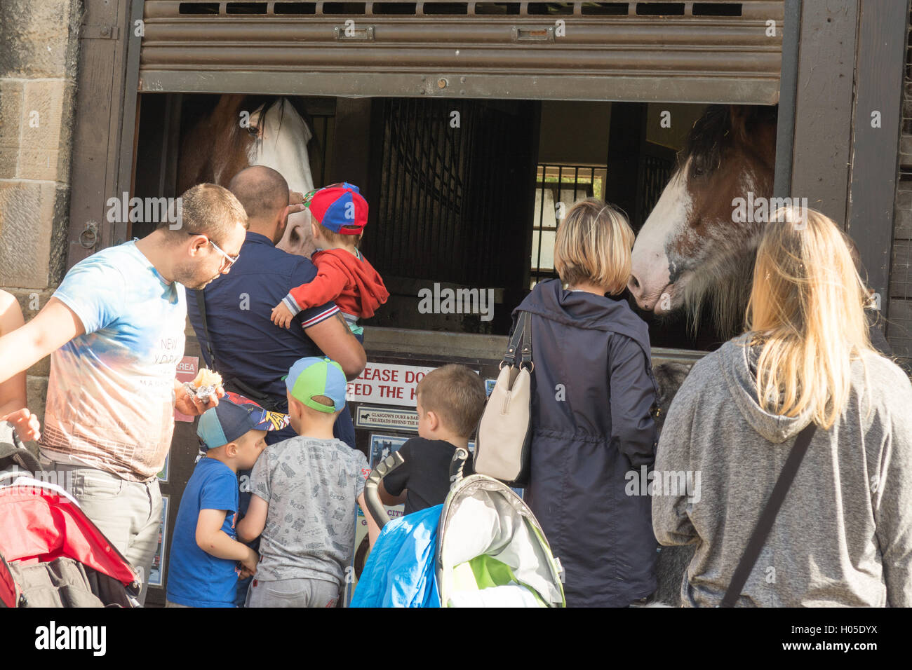 Families visiting Glasgow's Clydesdale Horses at Pollok Country Park, Glasgow, Scotland Stock Photo
