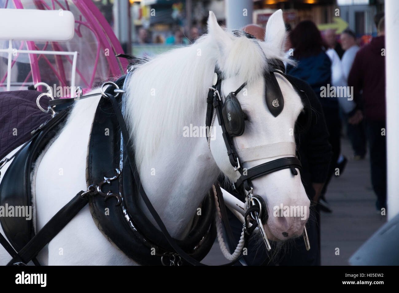 Horse and carriage on Blackpool promenade Stock Photo Alamy