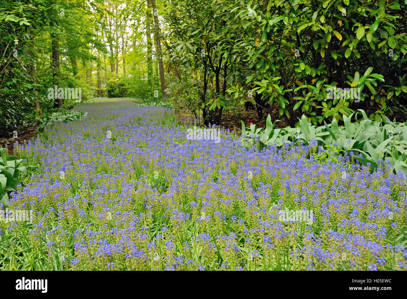 field of purple flowers Stock Photo Alamy