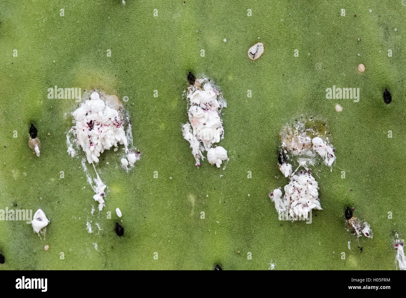 Cochineal bugs on prickly pear cactus pad. These are insect of the Dactylopiidae family and produce a crimson dye when crushed. Stock Photo