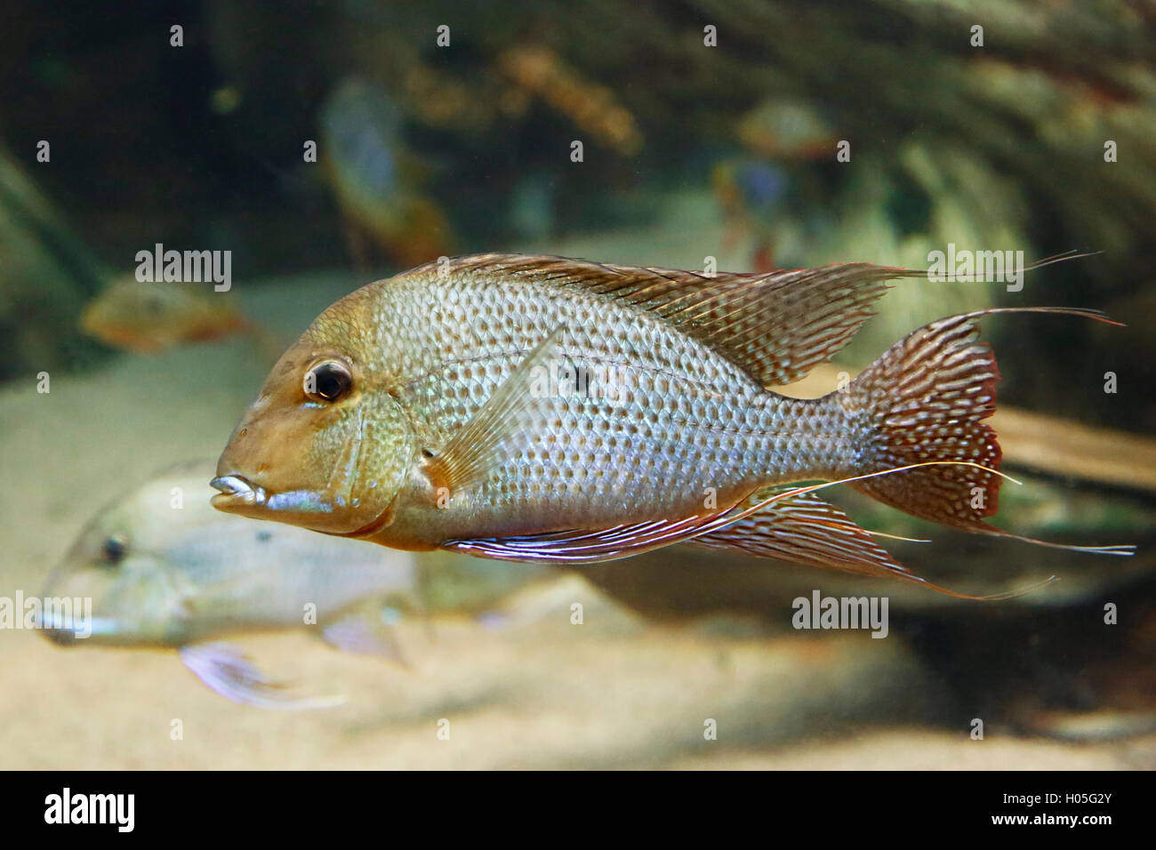 Cichlid, Red Striped Eartheater (Geophagus surinamensis), Cichlid, Amazon River, South America Stock Photo