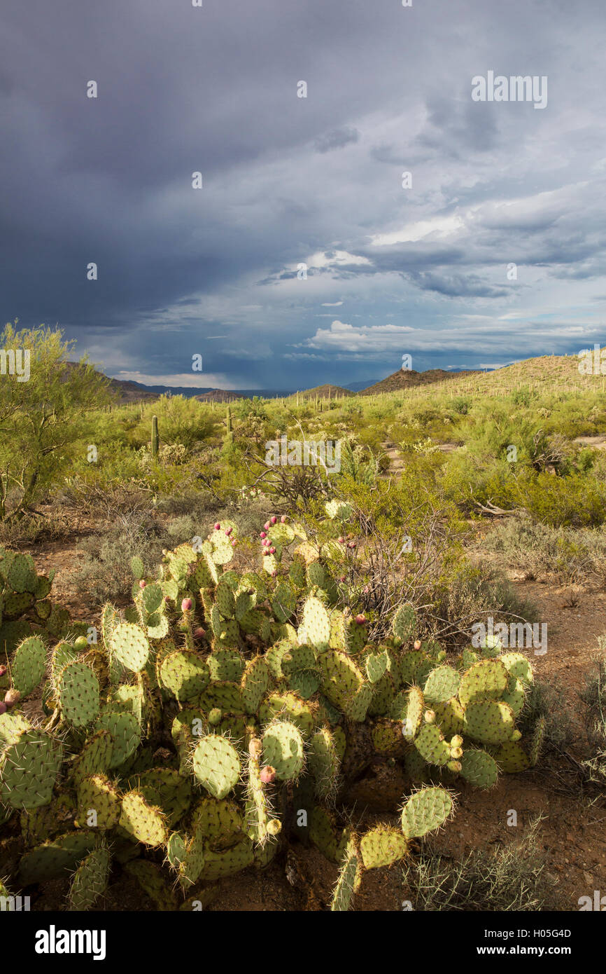 Seasonal rain in the Sonoran Desert, Saguaro National Park, West Unit, Tucson, Arizona Stock Photo