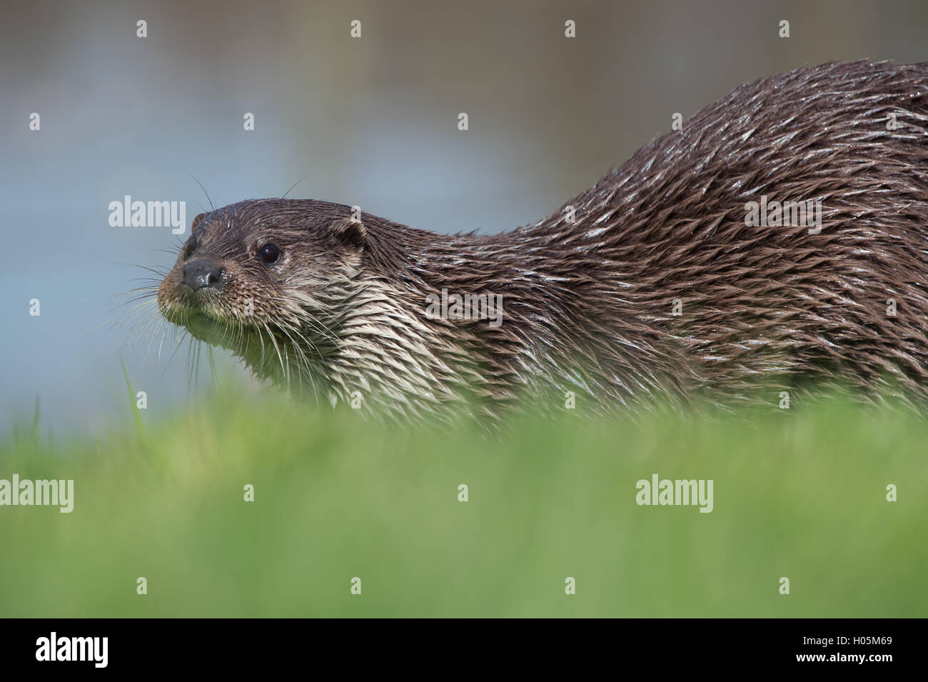 European Otter (Lutra Lutra) Stock Photo