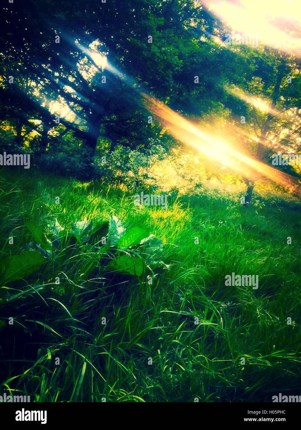 View of summer glade with grass and trees and sunbeams coming through the leaves of the trees Stock Photo