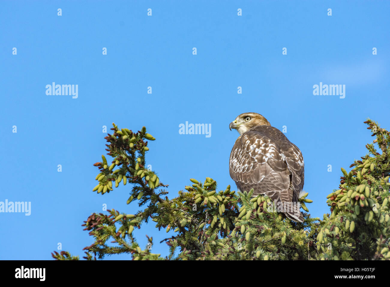 Hawk Hunting in a Pine Tree Photo by Michael Seip Photography Stock