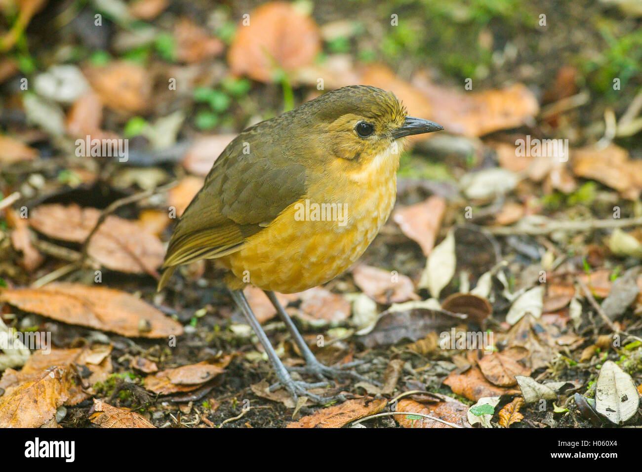 tawny antpitta (Grsallaria quitensis) adult on ground in rain forest in Andes, Ecuador, South America Stock Photo