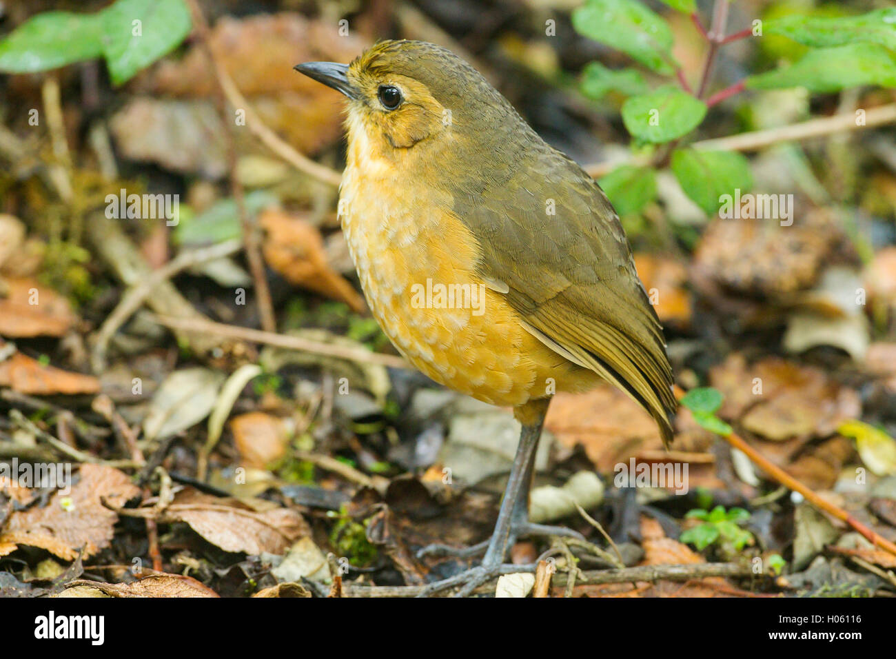 tawny antpitta (Grsallaria quitensis) adult on ground in rain forest in Andes, Ecuador, South America Stock Photo