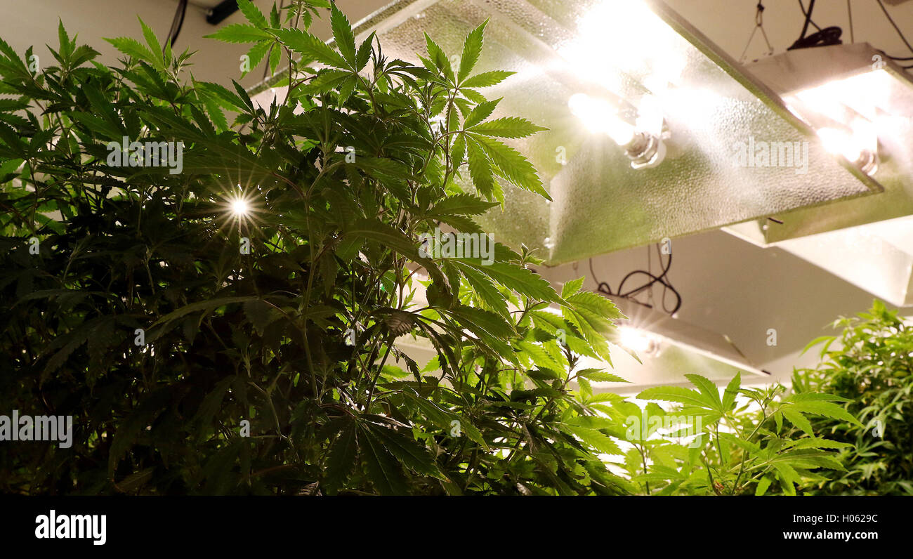 Freeport, Iowa, USA. 13th Sep, 2016. Specific lighting, temperature and humidity conditions are used in each room for the specific stage of development of the plants at In Grown Farms LLC medical marijuana grow house near Freeport, Illinois. © Kevin E. Schmidt/Quad-City Times/ZUMA Wire/Alamy Live News Stock Photo