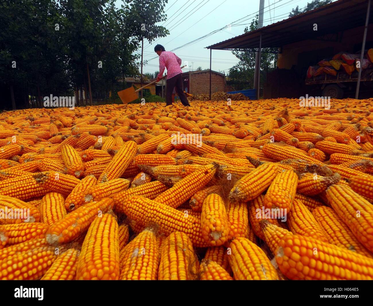 Liaocheng, Liaocheng, China. 20th Sep, 2016. Liaocheng, CHINA-September 18 2016:?(EDITORIAL?USE?ONLY.?CHINA?OUT) .Farmers harvest corn in Chiping County, Liaocheng, east ChinaÂ¡Â¯s Shandong Province, on September 18, 2016. As the harvest season comes, local farmers are busy in the fields. © SIPA Asia/ZUMA Wire/Alamy Live News Stock Photo