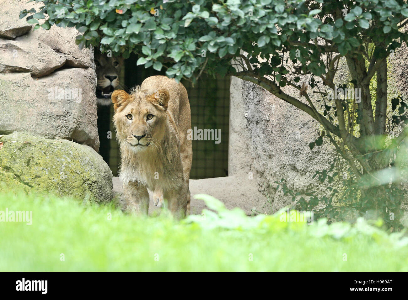The lion-male Majo (front) explores the outer enclosure of the lion savannah while his brother Motshegetsi stays cautiously in the pen in the Zoo Leipzig in Leipzig, Germany, 20 September 2016. The two Etosha lions have been in the city since mid-August although it took until recent days for them to take hold of their new territory which the public can now see. As of today, visitors can see the new residents. After the departure of the lonely lion Matadi, the Zoo now wants to start a new pack as well as start breeding pureblood African lions a new. Photo: JAN WOITAS/DPA Stock Photo