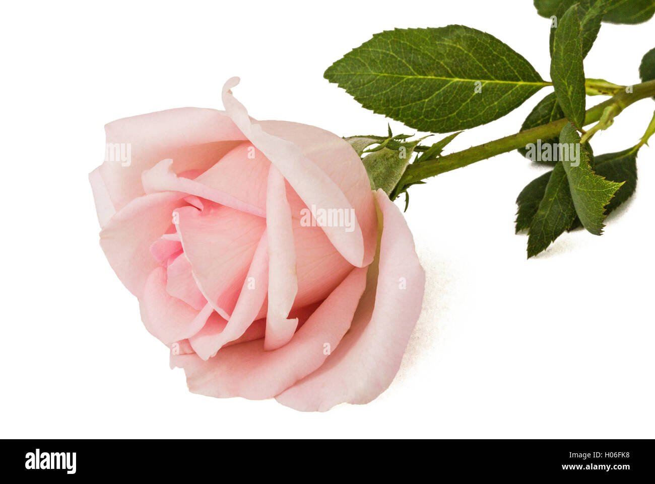 Pink flower of rose, isolated on white background Stock Photo - Alamy