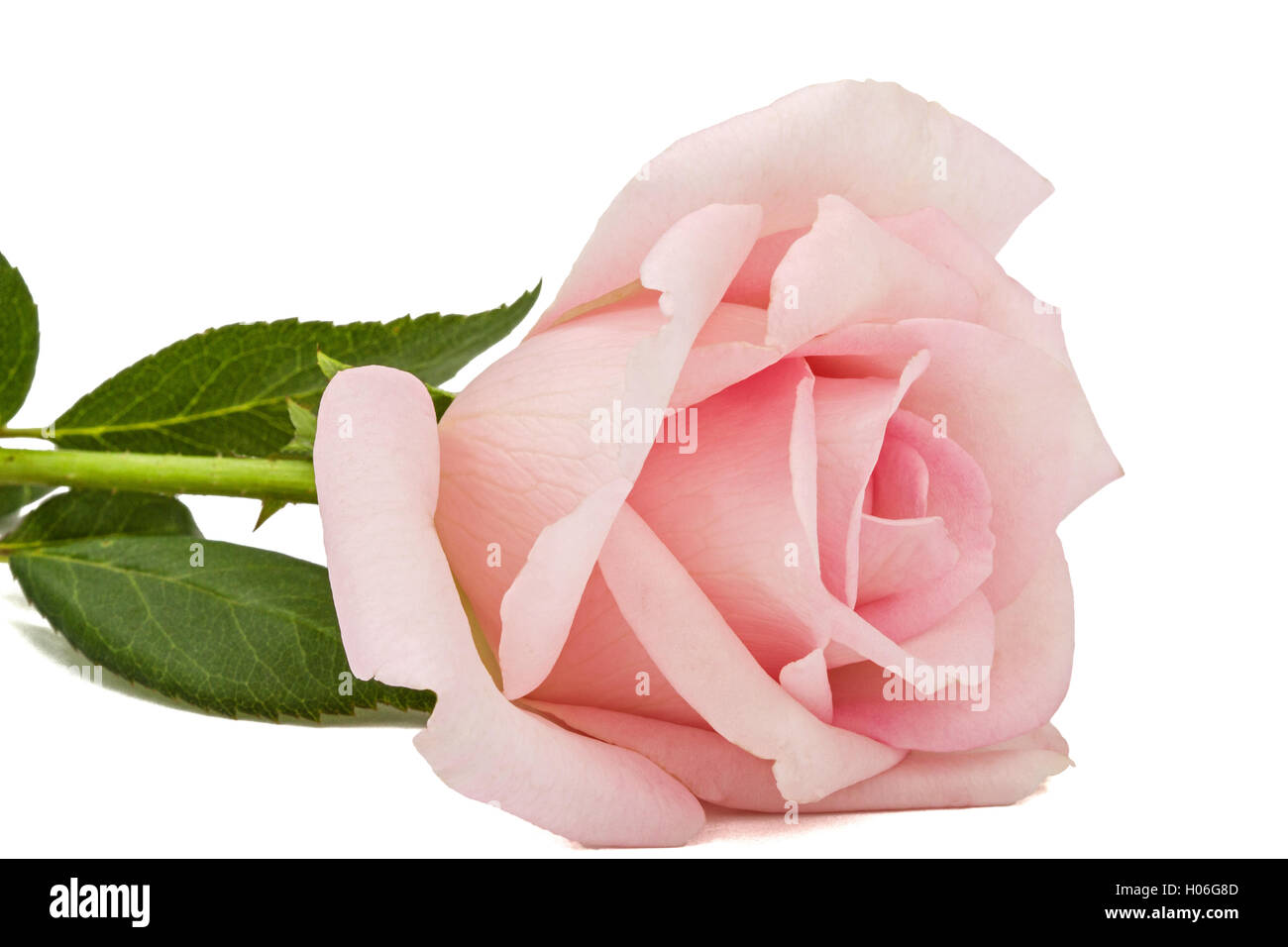 Pink flower of rose, isolated on white background Stock Photo - Alamy