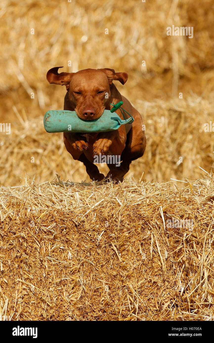 A Hungarian Vizsla competes in the short Gundog Scurry competition at the Autumn Show and Game Fair at Ardingly, West Susse Stock Photo