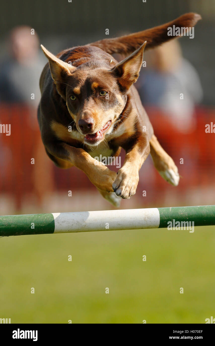 A kelpie competes in the working dog dog agility competition at the Autumn Show and Game Fair 2015 at Ardingly, West Sussex UK, Stock Photo