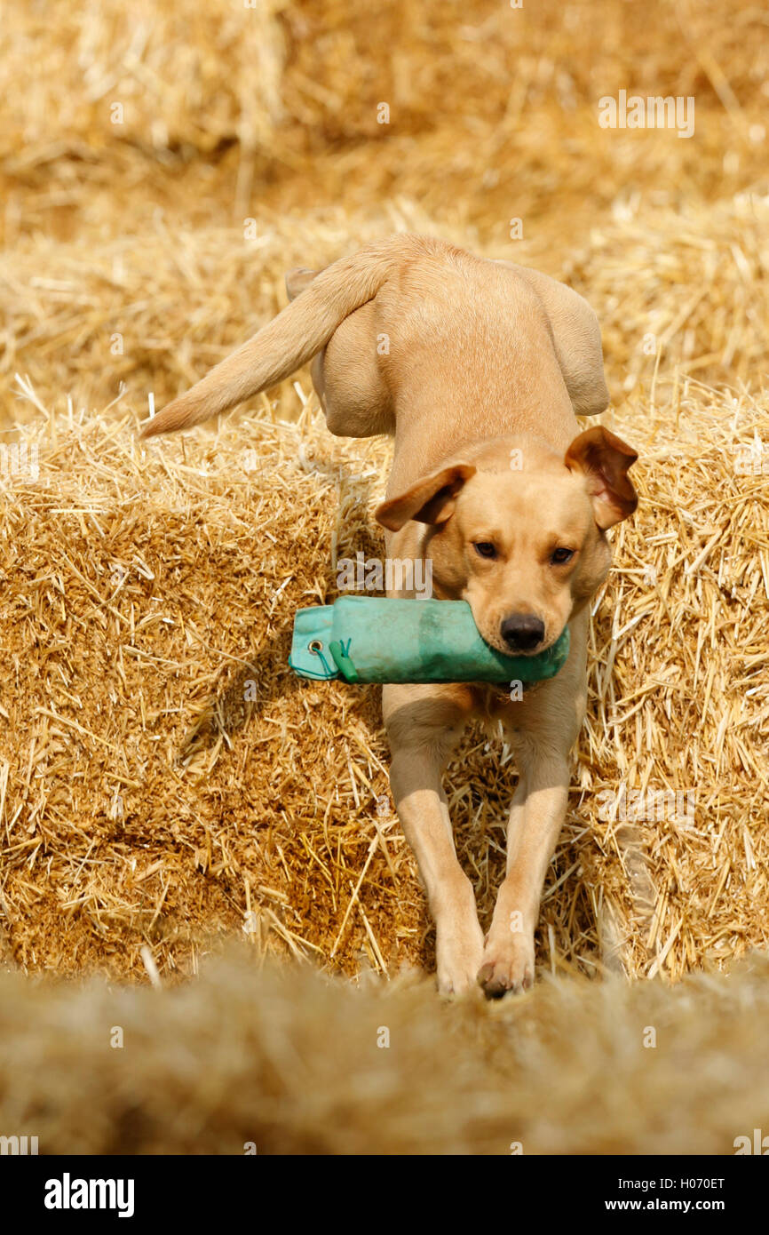 Barley a labrador competes in the short Gundog Scurry competition at