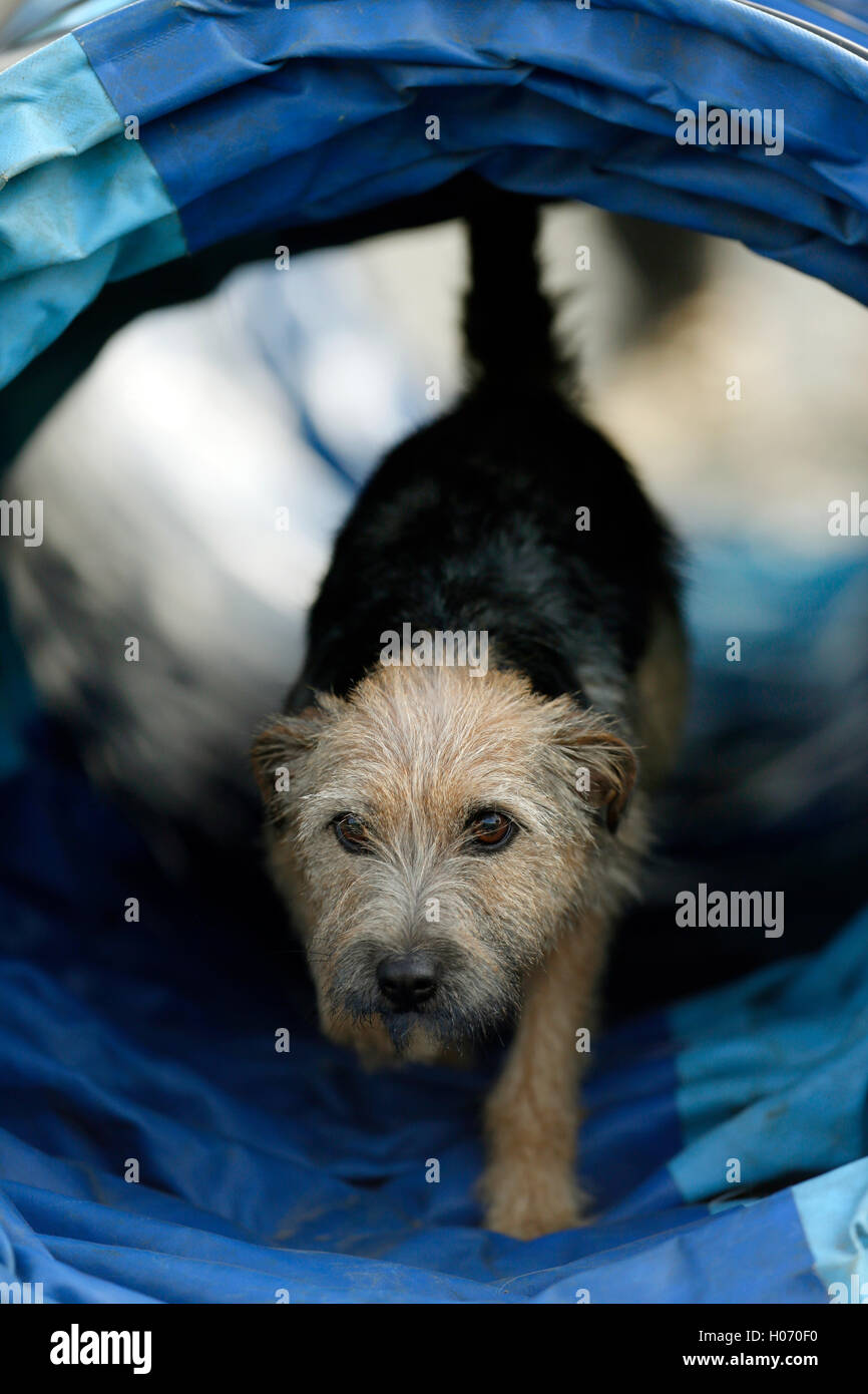 a terrier-jack russell cross runs through a plastic tunnel  at the Autumn Show and Game Fair at Ardingly, West Sussex UK, F Stock Photo