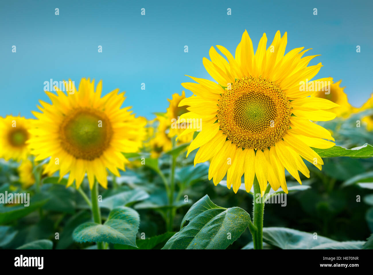 Large sunflower in focus against blue sky Stock Photo