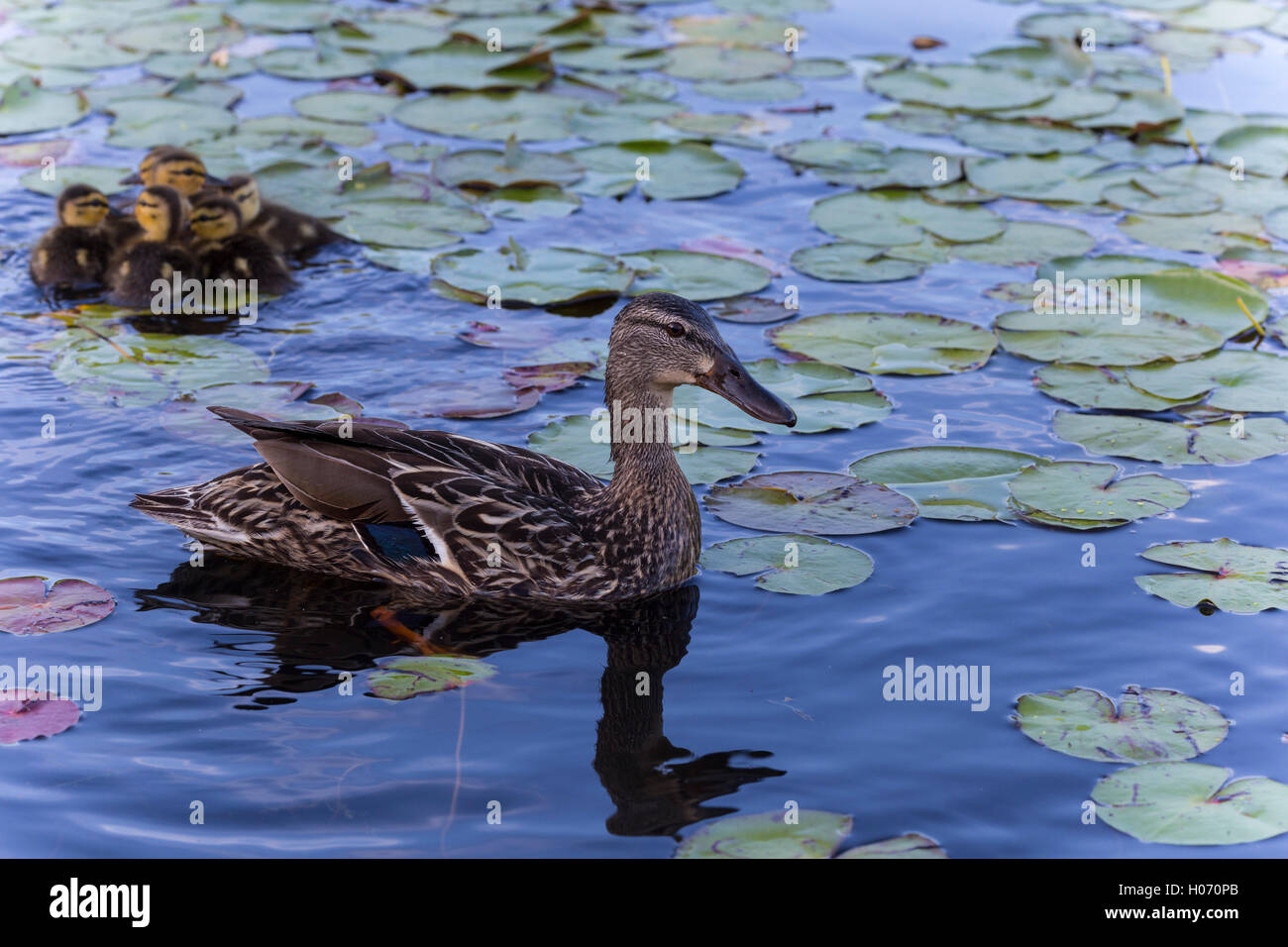 ducks in pond with water lilies Stock Photo Alamy