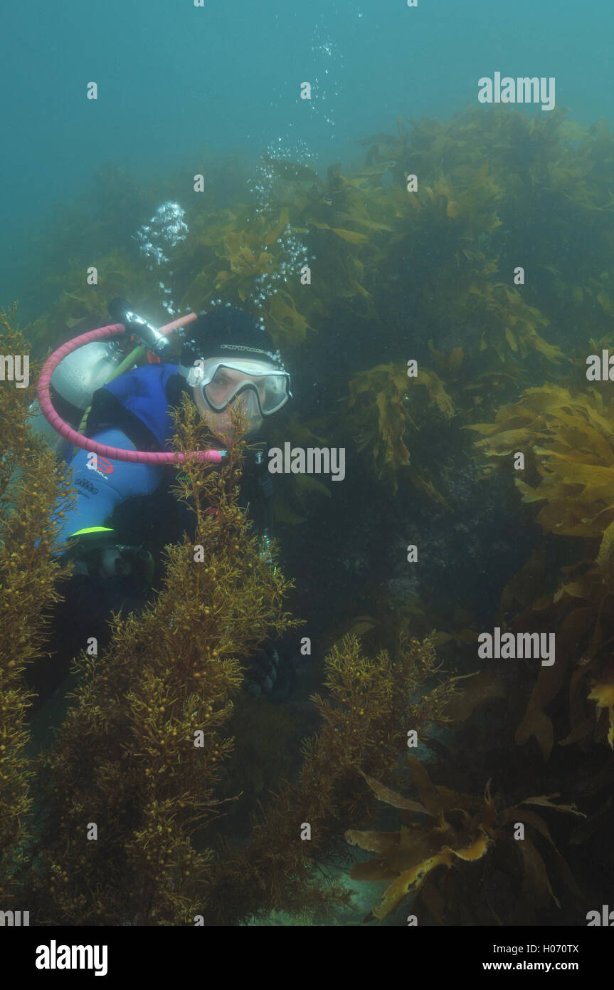 Scuba diver among sea weeds Stock Photo