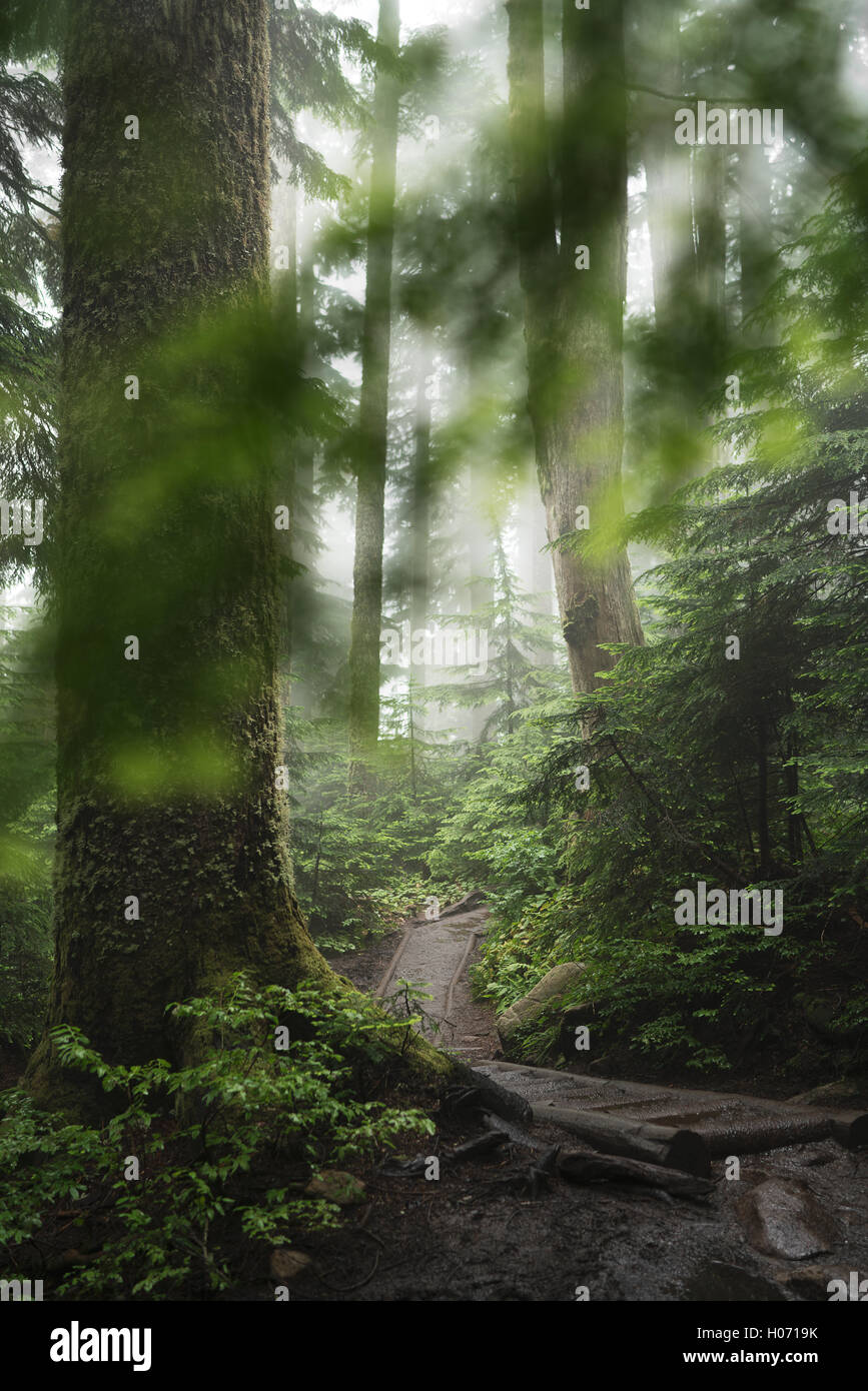 A forest trail on the Pilchuck hike near Seattle, Washington. Stock Photo