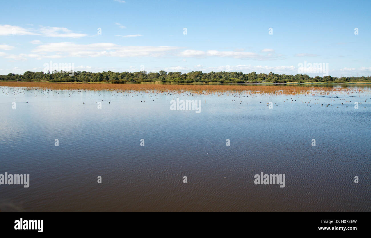 Calm Bibra Lake wetland reserve landscape with native flora under a blue sky with clouds in Western Australia. Stock Photo