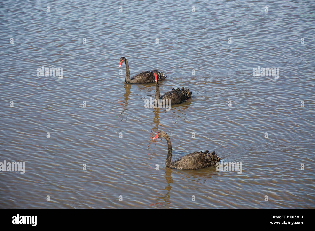 Three black swans with vibrant red beaks swimming in Bibra Lake wetland reserve in Western Australia. Stock Photo
