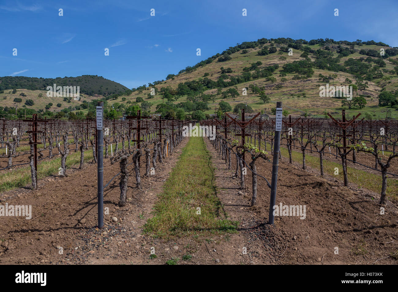 Vineyard, Paraduxx Winery, Paraduxx Winery, Yountville, Napa Valley