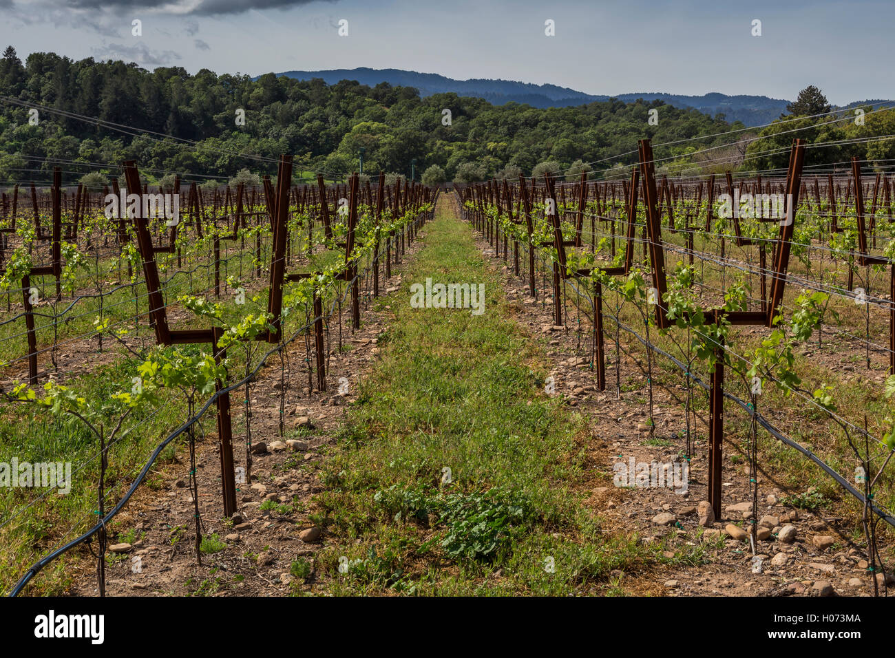 Vineyard, Paraduxx Winery, Yountville, Napa Valley, California, United States, North America Stock Photo