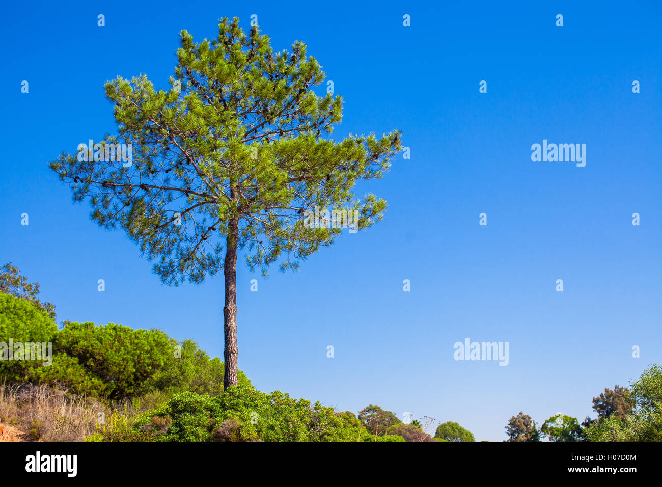 Big green tree on background blue sky Stock Photo - Alamy