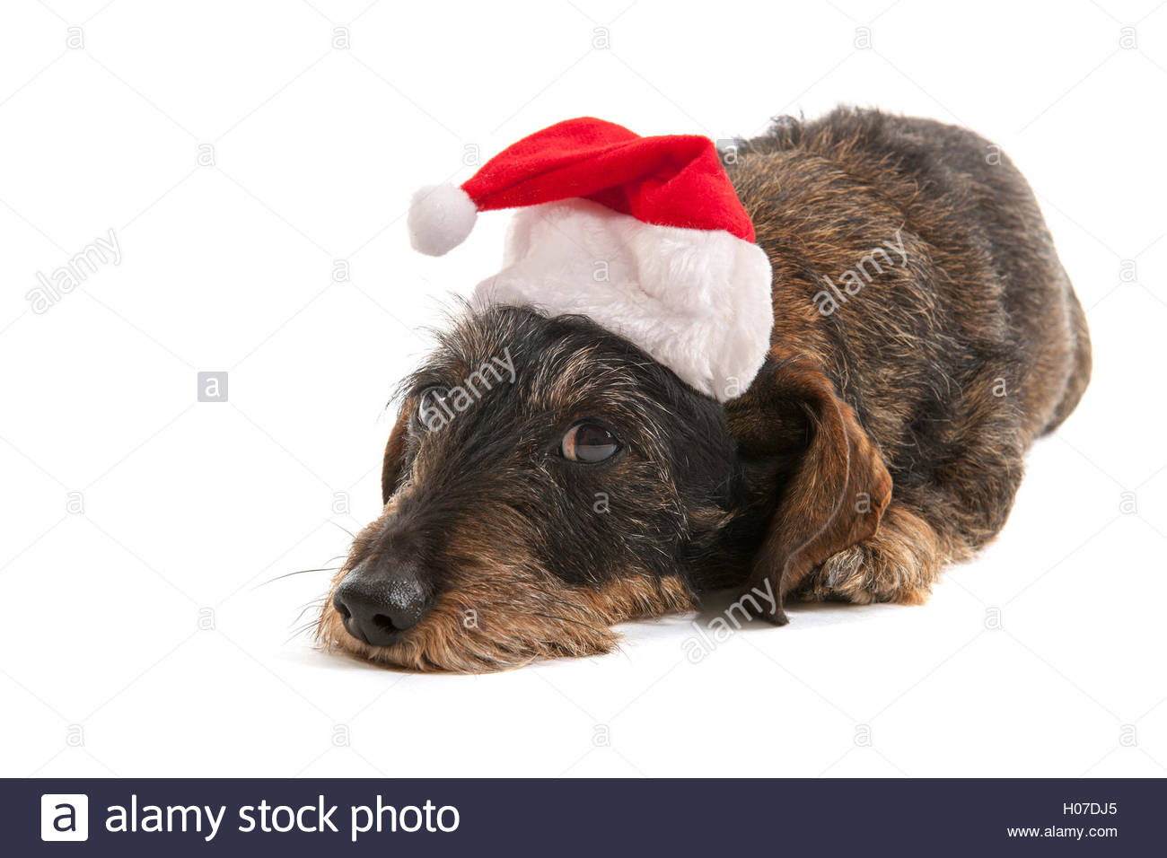 dachshund xmas