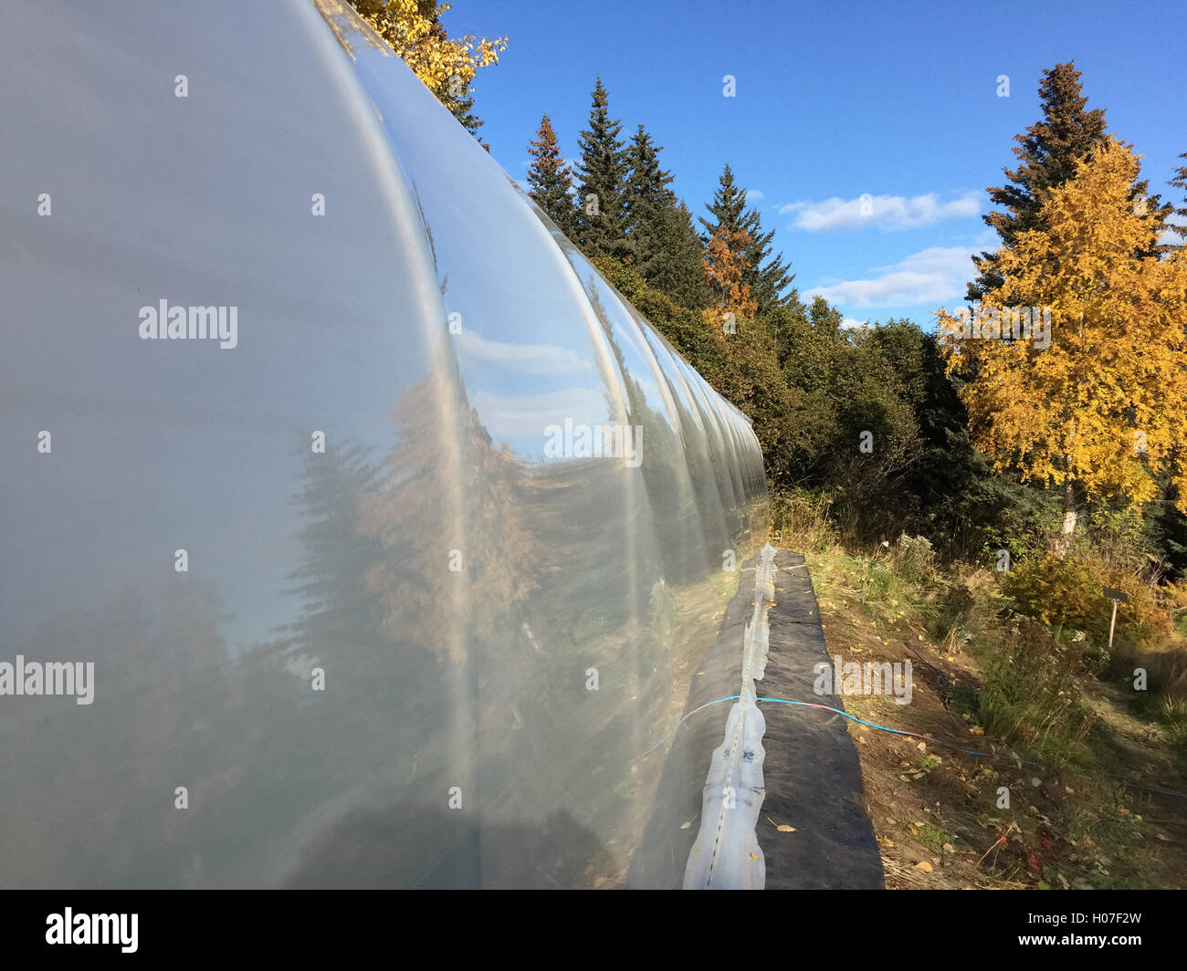 Stretched plastic of a high tunnel provides a mirror surface for Alaskan scenery. Stock Photo